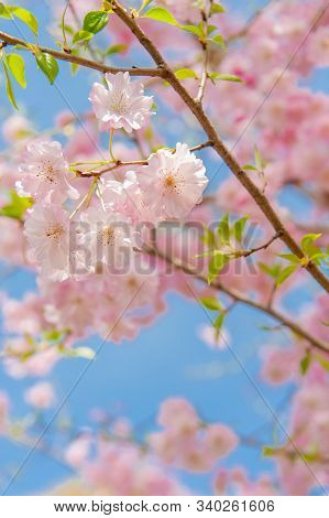 Cherry Blossom Festival At Chidorigafuchi Park, Beautiful Sakura In Full Bloom In A Famous Touristic