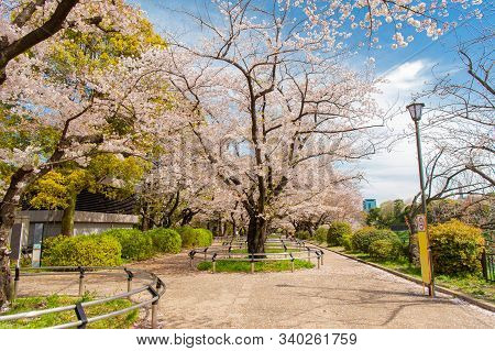 Cherry Blossom Festival At Chidorigafuchi Park, Beautiful Sakura In Full Bloom In A Famous Touristic