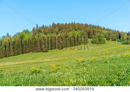 Bukovec Hill Above Jizerka Village On Sunny Summer Day, Jizera Mountains, Czech Republic