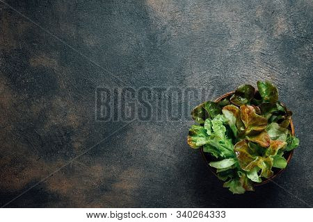 Green Chilli Peppers On A Dark Background With Copy Space