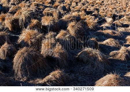 View Of Tussock Field With Hillocks In Autumn