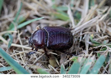 A Beetle In The Grass, A Brown Beetle On The Ground