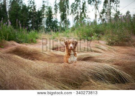 Wet Dog In The Grass. Pet In The Rain. Red Nova Scotia Duck Tolling Retriever In Nature