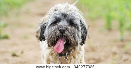 A Hairy Little Pet Dog Looking Straight At The Camera With Its Mouth Wide Open And Tongue Lolling Ou