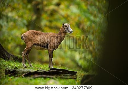 Ovis Musimon. Wild Nature Of The Czech Republic. Beautiful Nature Photo. Beautiful Shot Of Animal Li