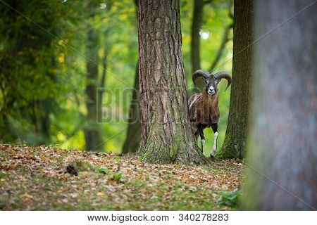 Ovis Musimon. Wild Nature Of The Czech Republic. Beautiful Nature Photo. Beautiful Shot Of Animal Li