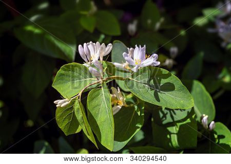 Frangula Alnus Flowering Bush, Blooming White Flower Close Up Detail, Dark Green Leaves Blurry Backg