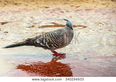 Newcastle, Australia - December 10, 2009: Closeup Of Crested Pigeon With Red Feet In Whte Surfing Wa
