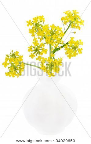 Barbarea Vulgaris virágok a vázában