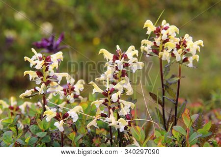 Alpine Flowers Of Norway. Flora Of Saltfjellet-svartisen National Park. Pedicularis Lapponica (lappl