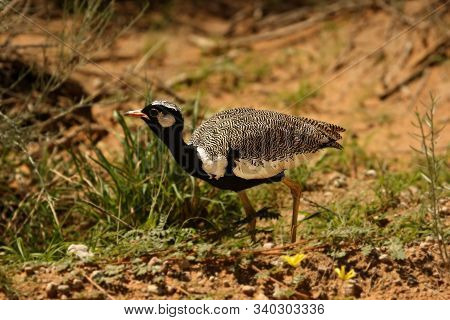 Northern Black Bustard (afrotis Afraoides) Walking In Kalahari Desert Sand With Yellows Flower Aroun