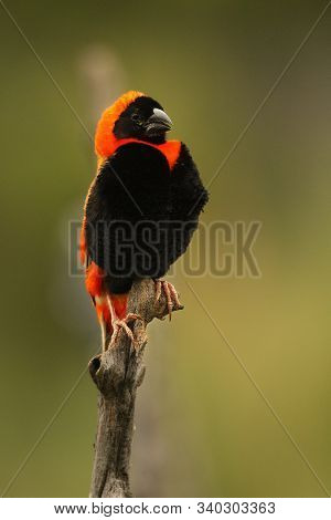 The Red Bishop (euplectes Orix) Sitting On The Branch A Looking Around. Green Background.