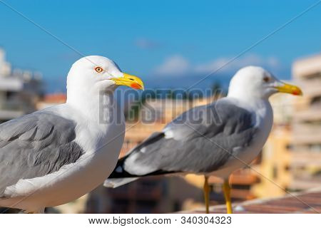 Clear And Sharp View Of White With Grey Wings And Yellow With Red Color Beak Seagulls (larus Crassir