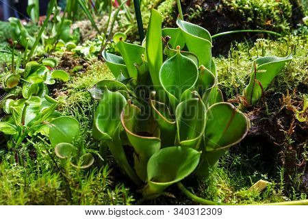 The Bush Of A Heliamphor Raptor Plant (heliamphora) In The Natural Environment, Closeup.