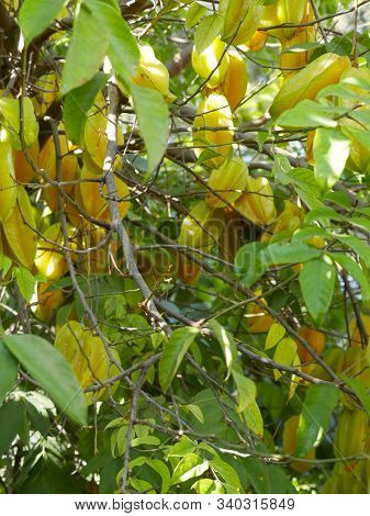 The Evergreen Fruit Tree Karambola Has Fruits Known Under The Names 