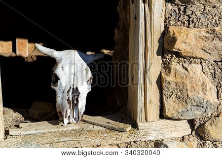 Bull Skull On Old Wooden Windoe In Abandoned Stone House