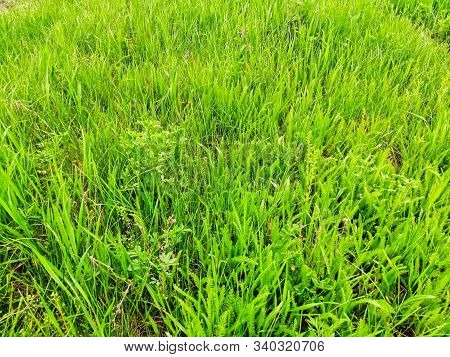 Wild Green Grass Grows In Steppe Close