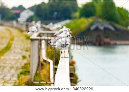 Several Seagulls On A Railing On The Banks Of The Rhine In Cologne