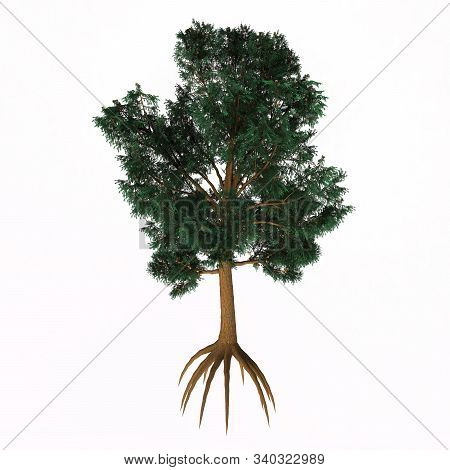 Blue Gum Tree 3d Illustration - Eucalyptus Globulus Is Evergreen Broad Leaf Tree That Is Native To A