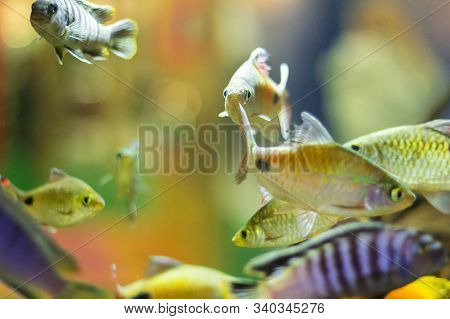 Many Colored Fish In The Aquarium Reef Movement Of The Crowd