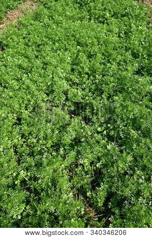 Fresh Green Coriander In Garden Or Farm Field