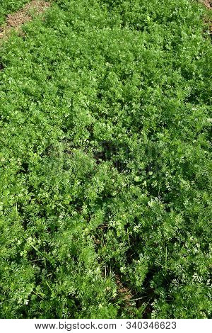 Fresh Green Coriander In Garden Or Farm Field