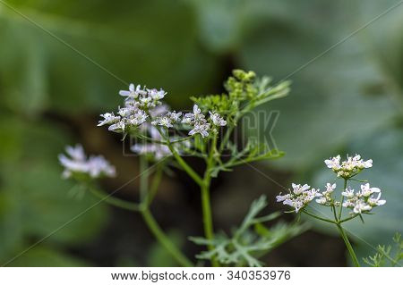 Closeup Of Coriander Flowers On The Plant In A Farm Field