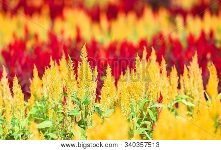 Cockscomb Flower Blooming In The Summer Vintage Color / Colorful Garden With Red And Yellow Flowers 