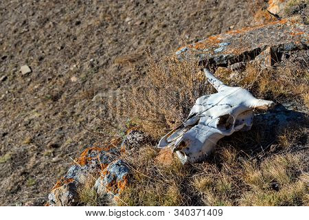 Bull Skull In Autumn Grass Close Up
