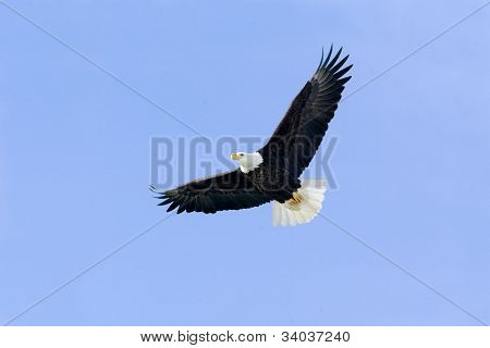 Bald Eagle (Haliaeetus leucocephalus)
