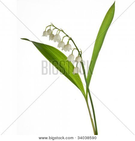 Konwalia (Convallaria Majalis) na białym tle