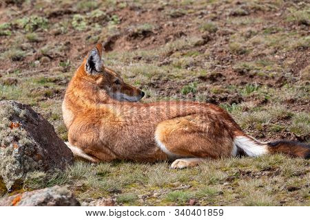 Hunting Very Rare Endemic Ethiopian Wolf, Canis Simensis, Sanetti Plateau In Bale Mountains, Africa 