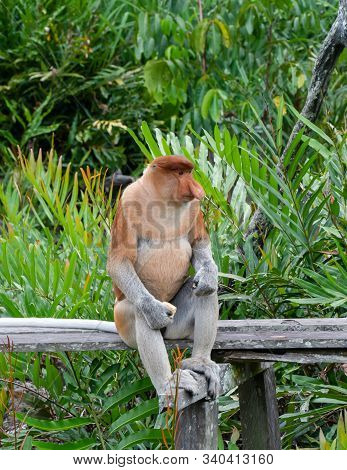 Proboscis Monkey Eats Food In Borneo, Sandakan, Malaysia.