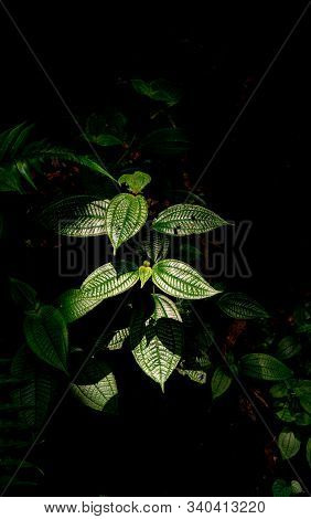 Rainforest Plant In Danum Valley, Sabah, Malaysia.
