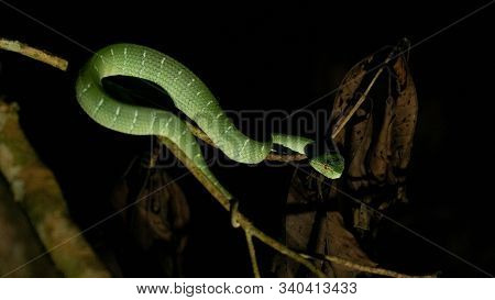 Green Pit Viper On Tree Branch At Night.