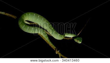 Green Pit Viper On Tree Branch At Night. Background Darkened