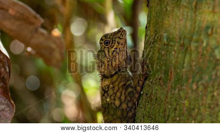 Angle Head Lizard Attaches To A Tree In Borneo, Malaysia. Close Up