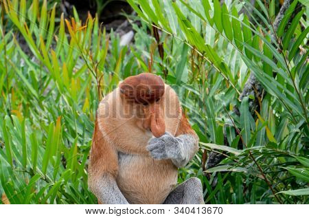 Proboscis Monkey Eats Food In Borneo, Sandakan, Malaysia.