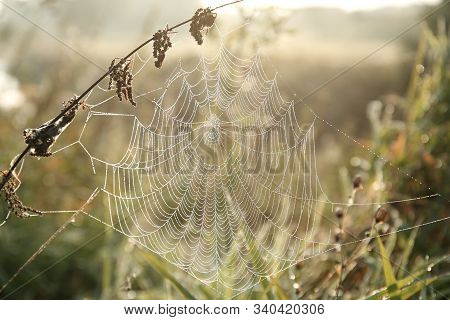 Spider web cobweb spiderweb Nature sunrise Nature background Nature meadow morning Nature field orange Nature outdoor Nature background Nature background vibrant autumn Nature background sun Nature background Nature background season Nature background.