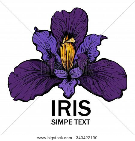 Beautiful Illustration Of Iris In Graphic Style