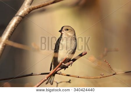Greenfinch bird tree pet Nature animal background pet Nature pet sunrise animal Nature morning animal Nature pet animal Nature pet sunset Nature pet birds Nature animal background Nature pet autumn birdie Nature pet animal songbird Nature background.