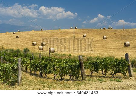 Rural Landscape At Summer In Calabria, Italy, Near Spezzano Albanese, In Cosenza Province, With Vine