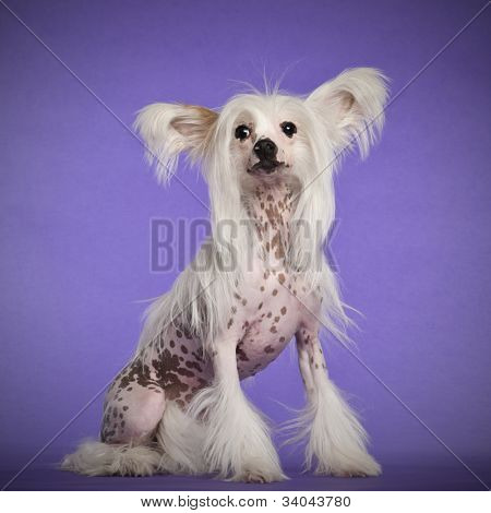 Kinesiske Crested hund, 9 måneder gammel, sad på lilla baggrund