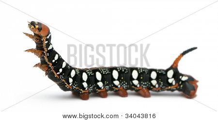 Spurge เหยี่ยว Hyles Euphorbiae หนอนผีเสื้อกับพื้นหลังสีขาว