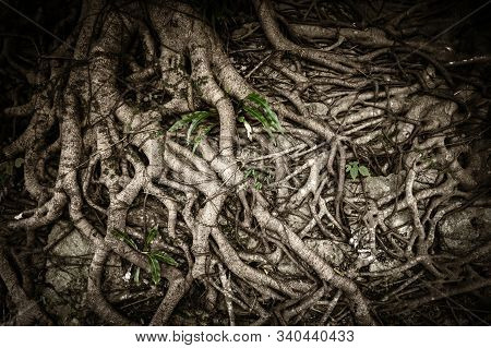 Organic Nature Background Of Tangled And Twisted Tree Roots