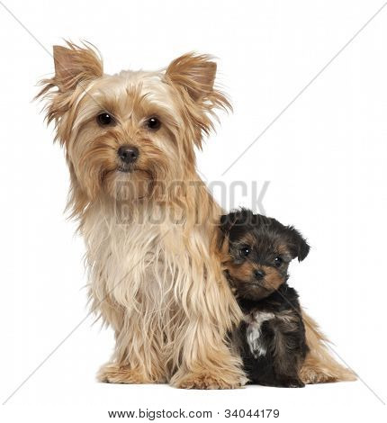 雌ヨークシャー テリアと白い背景に座って彼女の子犬