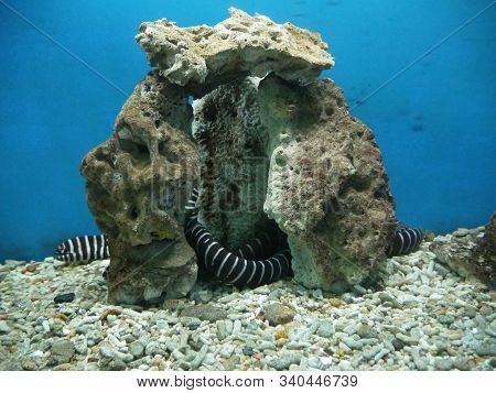 Murena Zebra Lives In The Red Sea And In The Tropical Zone Of The Indo-pacific Region