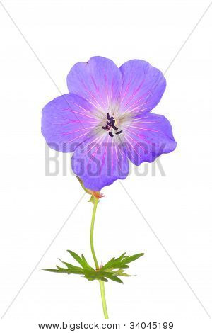 Cranesbill