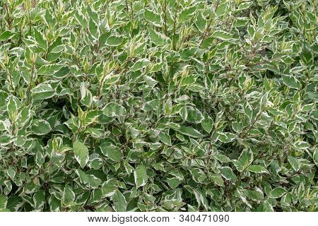 Derain White. Floral Plant Background From Bush Cornus Alba