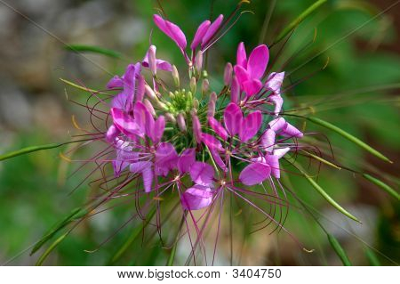 Fiore di ragno